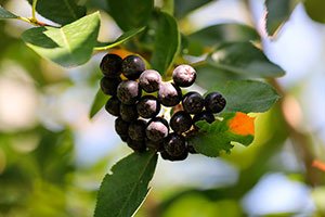 te de bayas de aronia