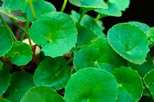 propiedades gotu kola centella asiatica