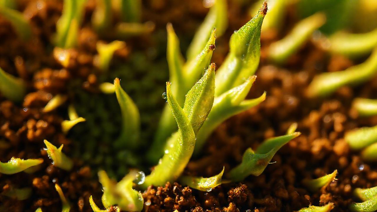 Girasoles verdes emergen en luz natural