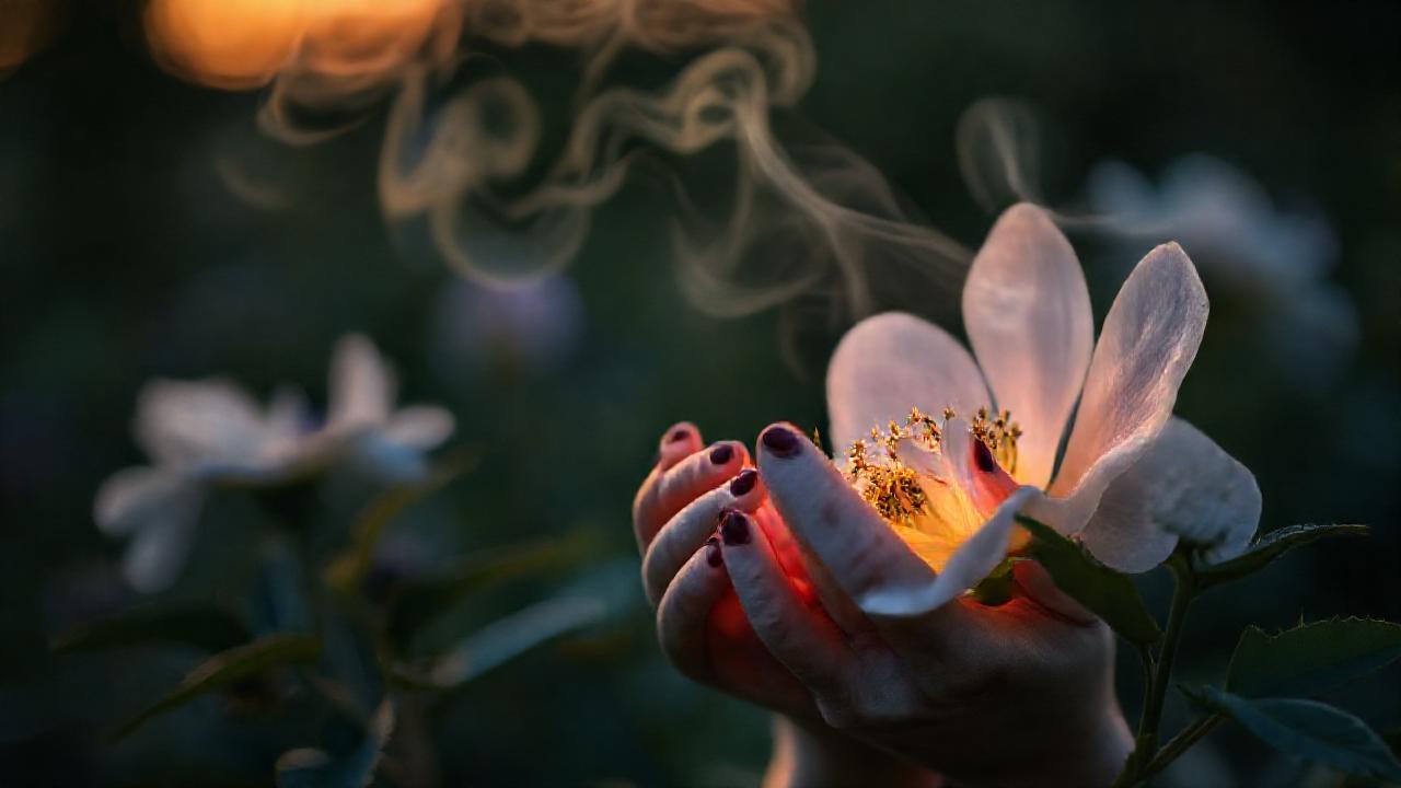 Tranquilidad botánica en suave luz