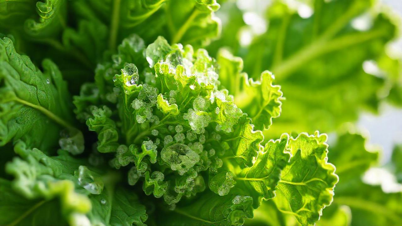 Hojas de kale: salud natural y brillante