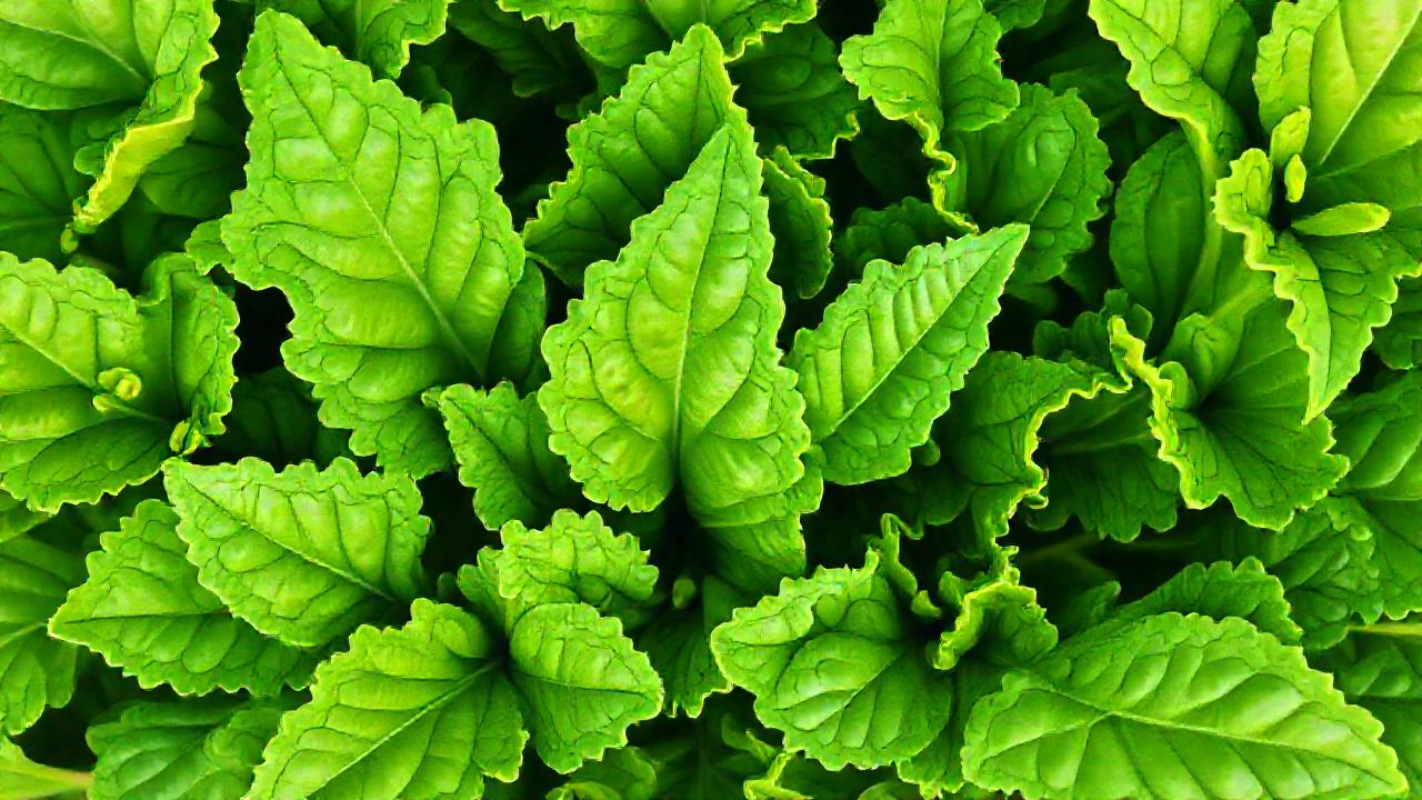 Acelga saludable promueve limpieza y bienestar