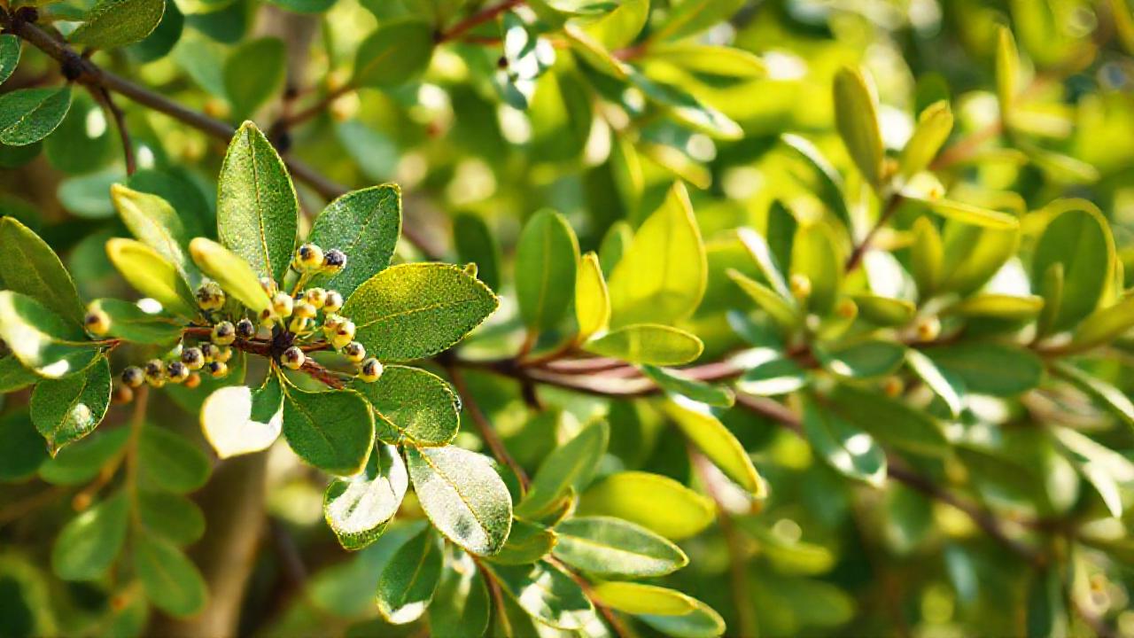 Boswellia y eucalipto curan naturalmente