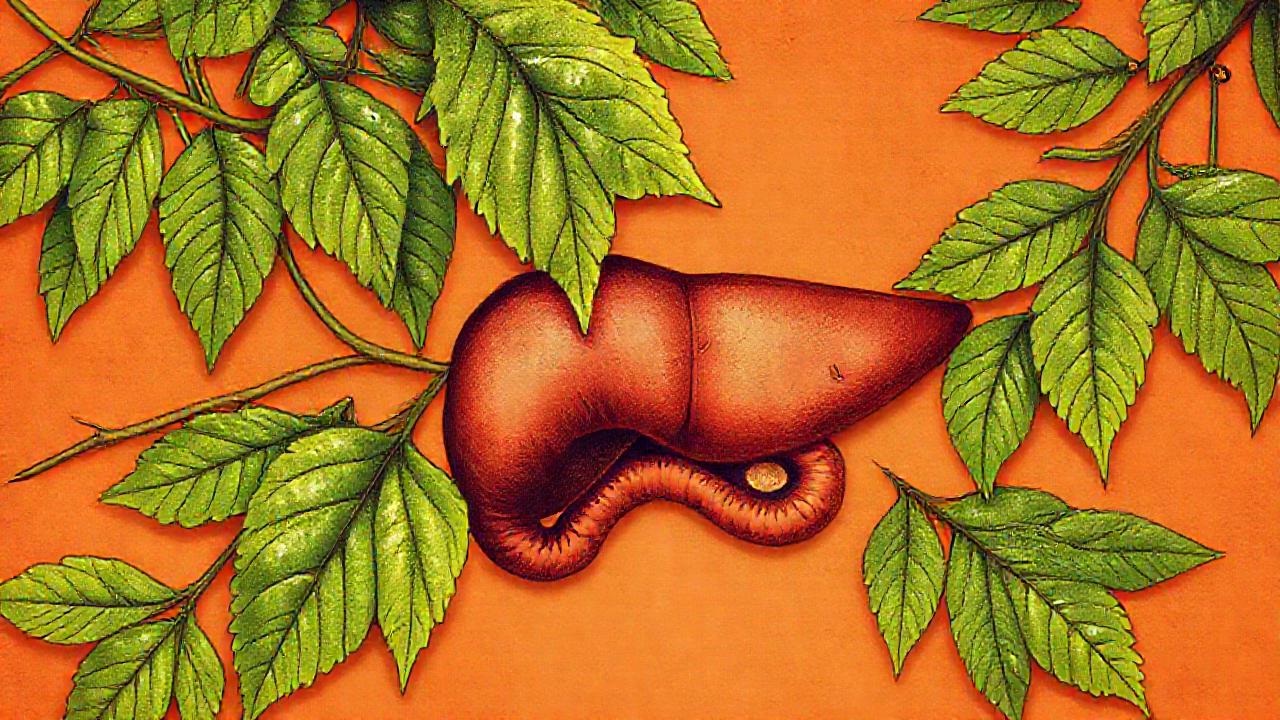 Remedio herbal antiguo cura el hígado