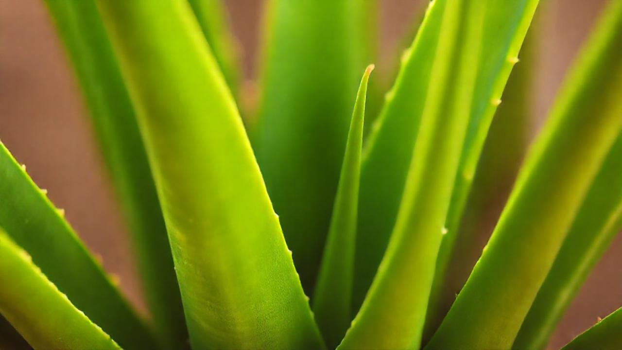 Aloe vera: hoja verde curativa y calmante