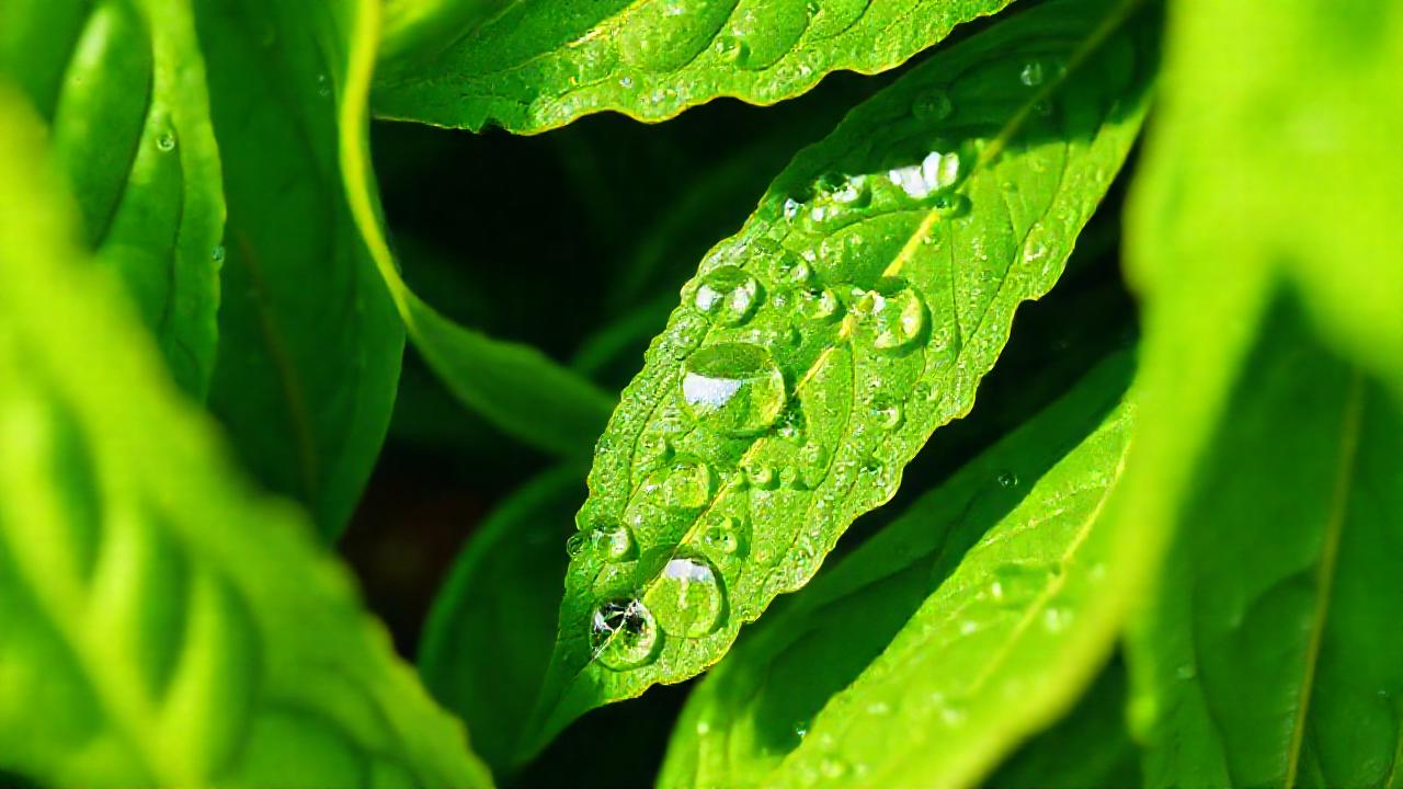 Ortigas verdes: salud y limpieza