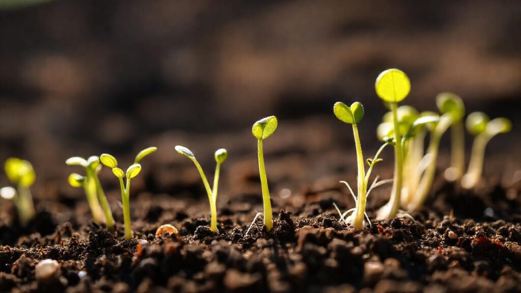 Semillas germinadas prometen una cosecha saludable