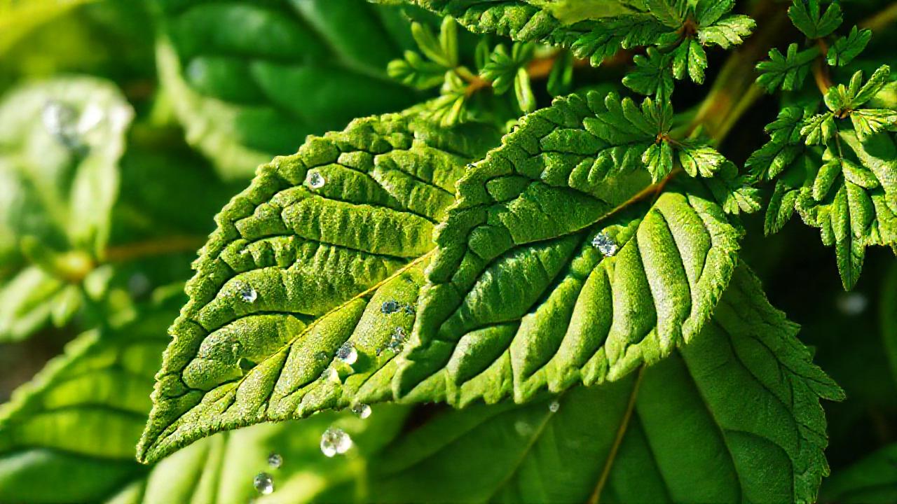Ortiga ilustra la calma natural