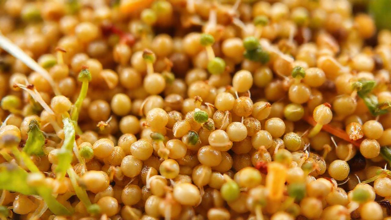 Semillas verdes ofrecen una dieta saludable