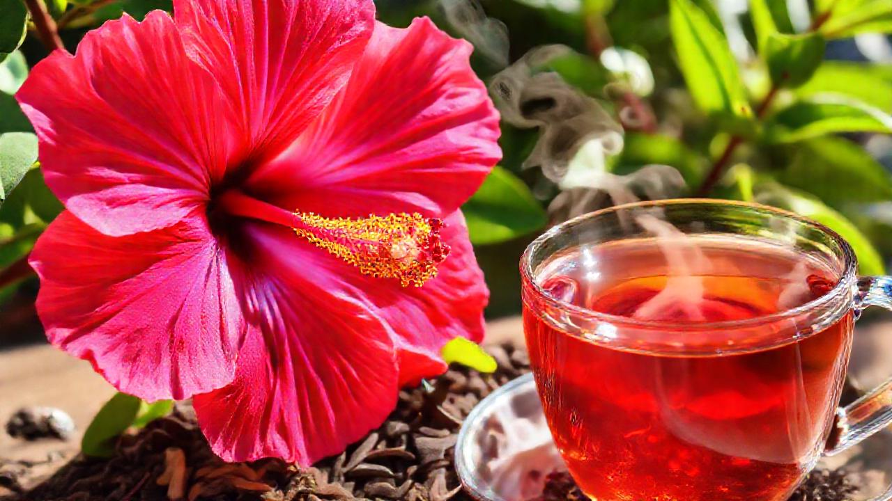 Hibisco tropical ofrece energía natural y frescura