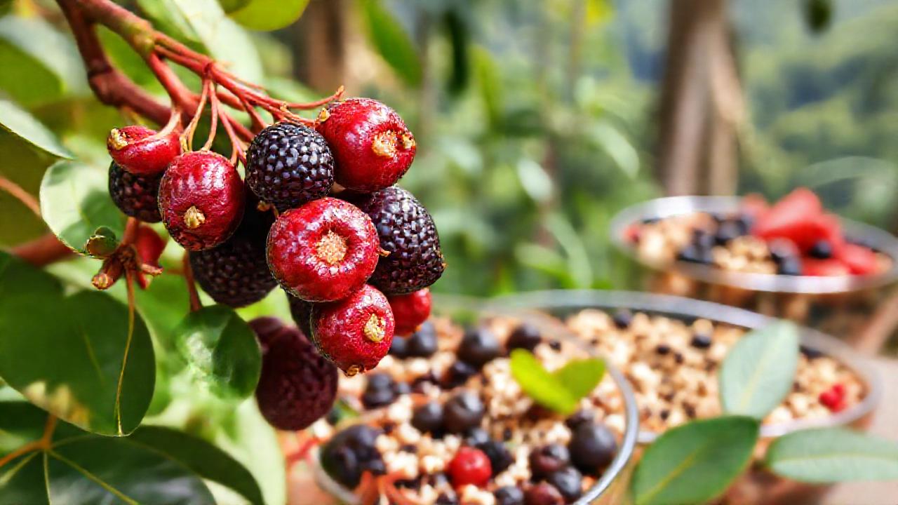 Acai y naturaleza ofrecen salud vibrante