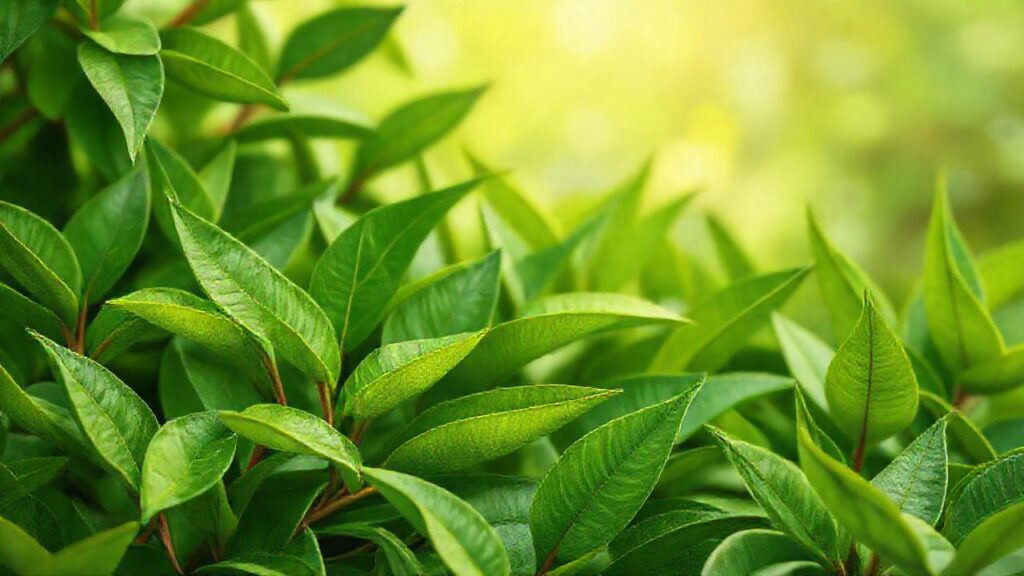 Té verde: salud natural y calmante