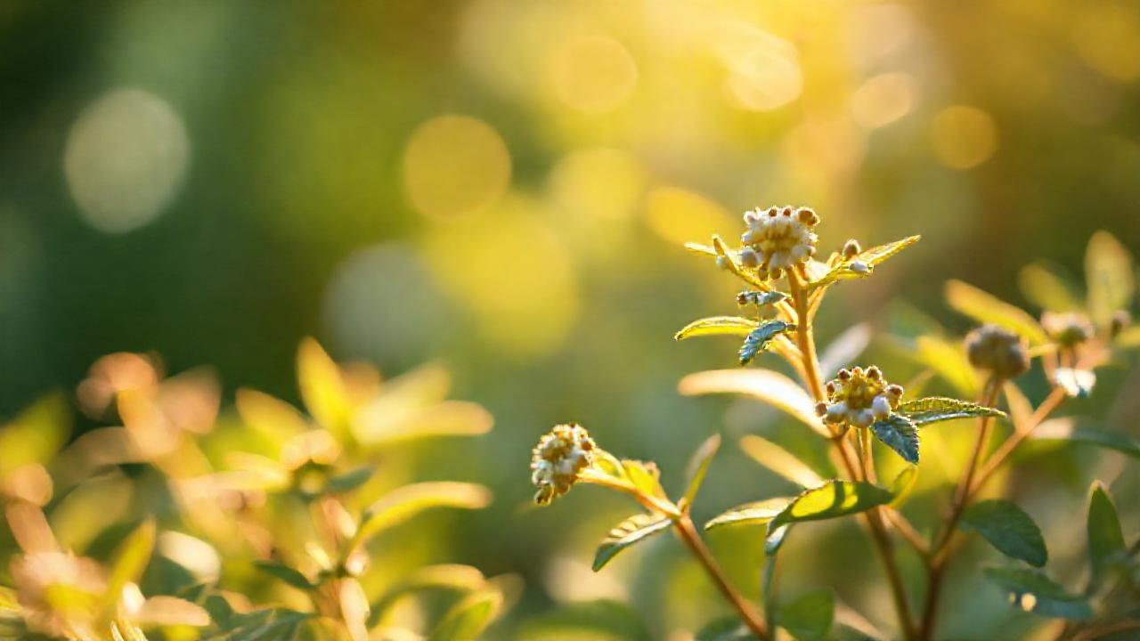 Hierbas medicinales iluminan alivio de migrañas