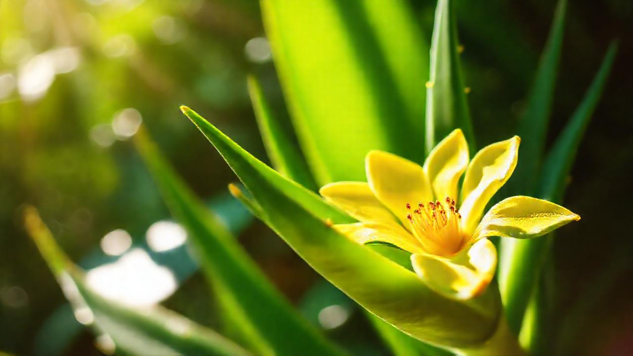 Aloe y sol crean calma