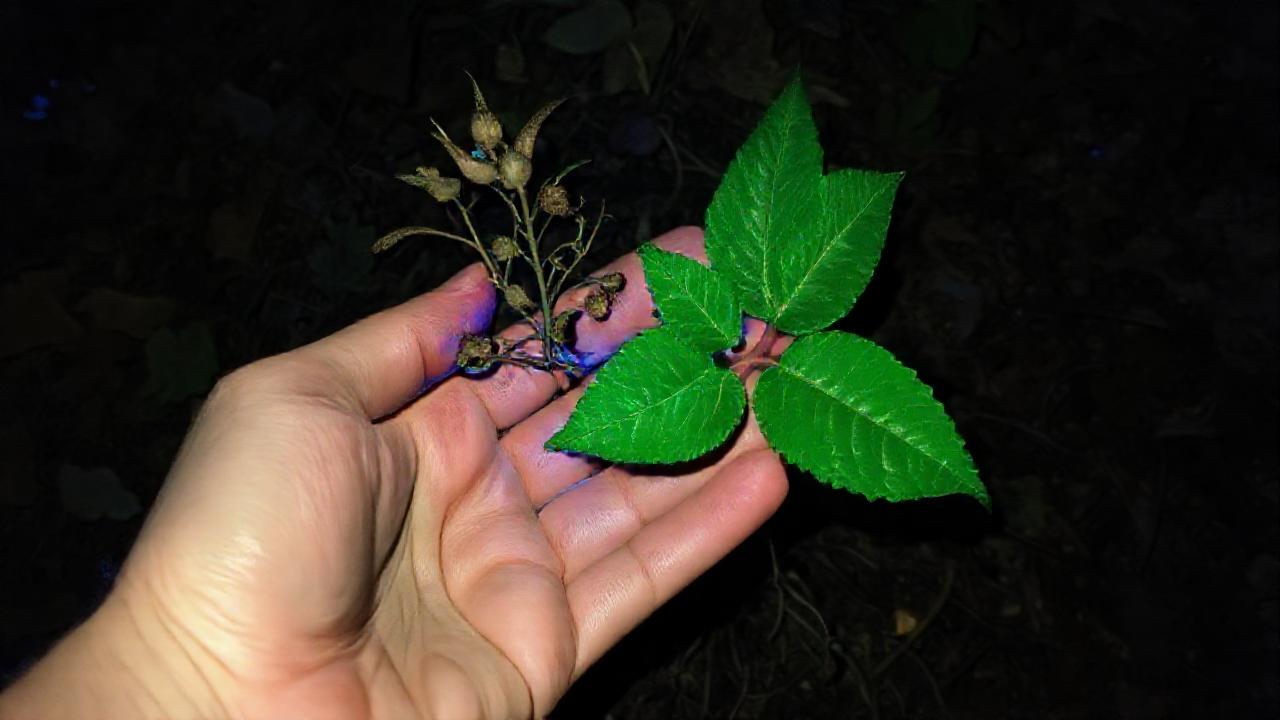 Una mano sostiene una planta azul