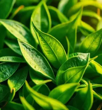 Té verde: ilustración elegante y calmante