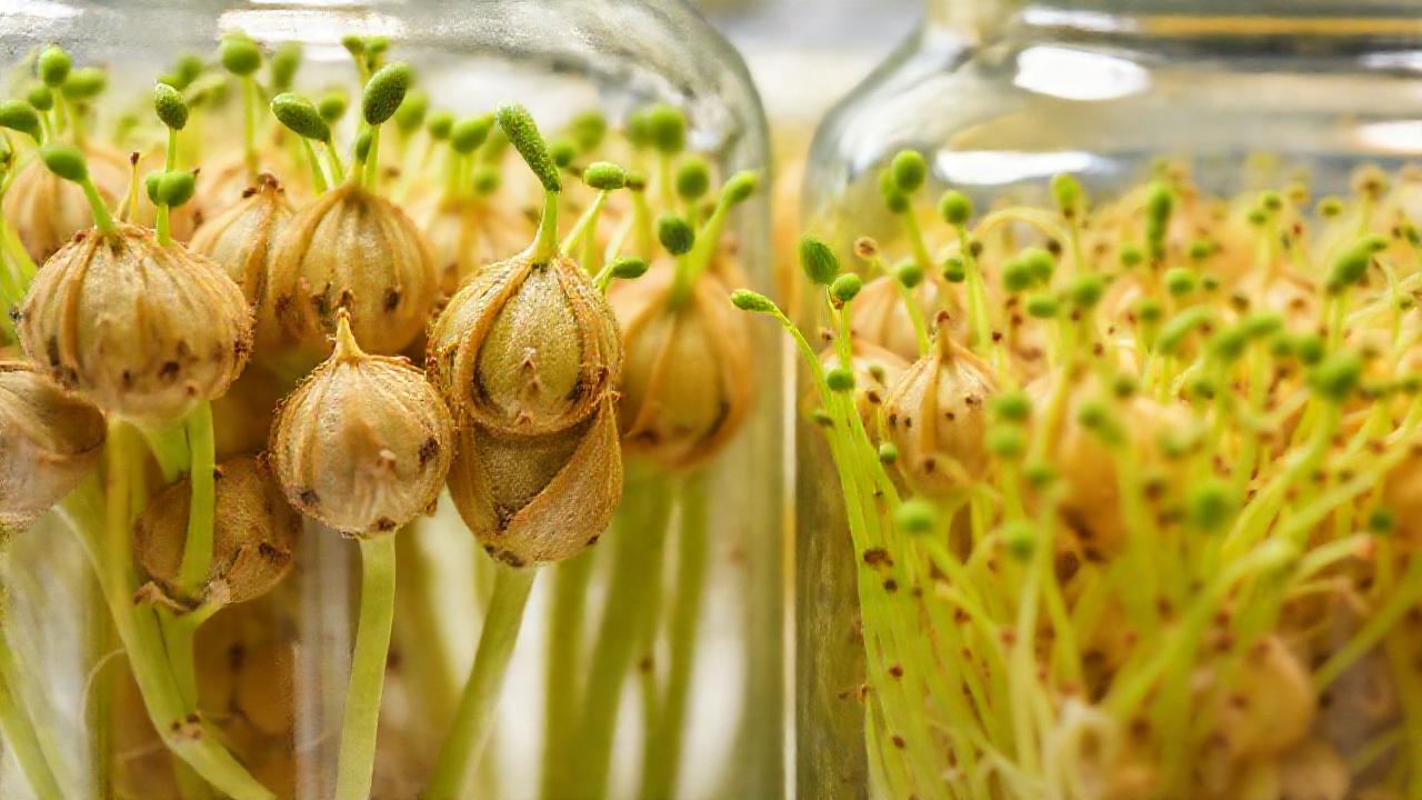 Investigación científica de semillas en laboratorio