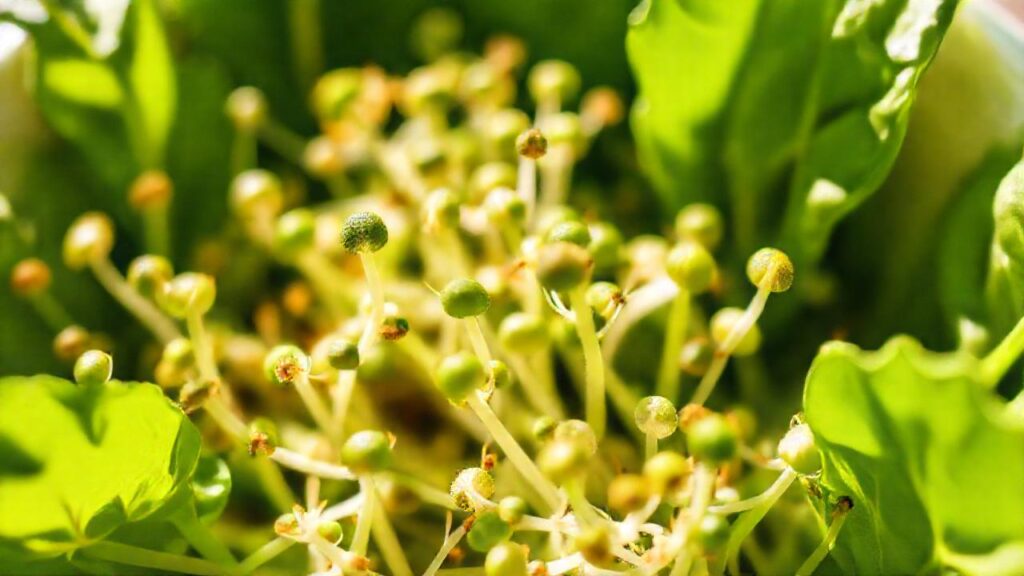 Vegetales frescos y saludables brillan intensamente