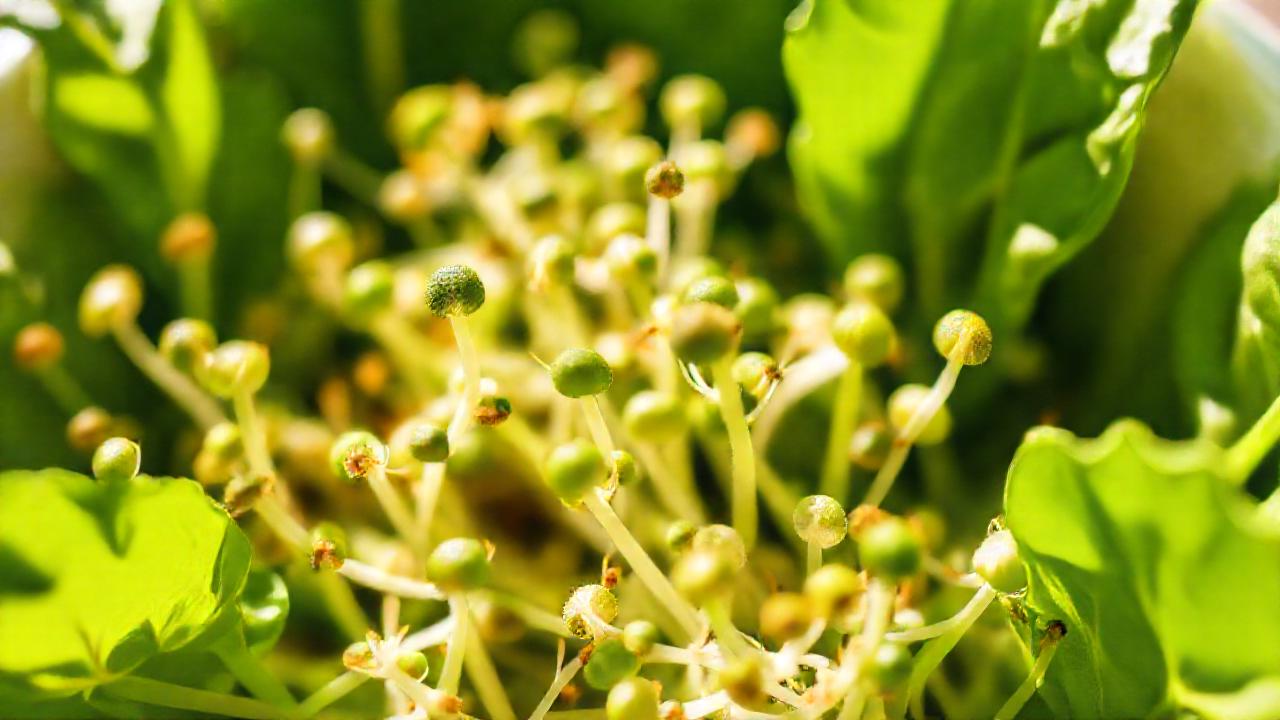 Vegetales frescos y saludables brillan intensamente