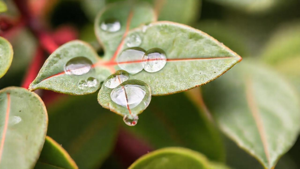 Eucalipto brillante ofrece alivio natural