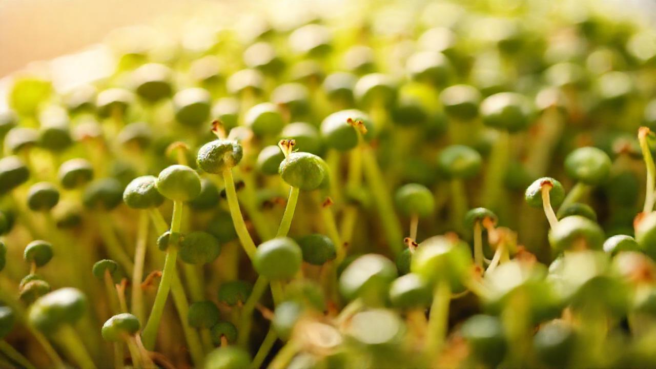 Brotes verdes revitalizan y lucen saludables