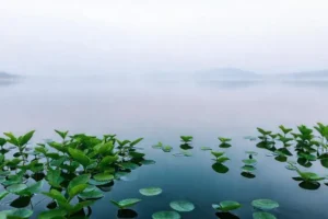 Té verde