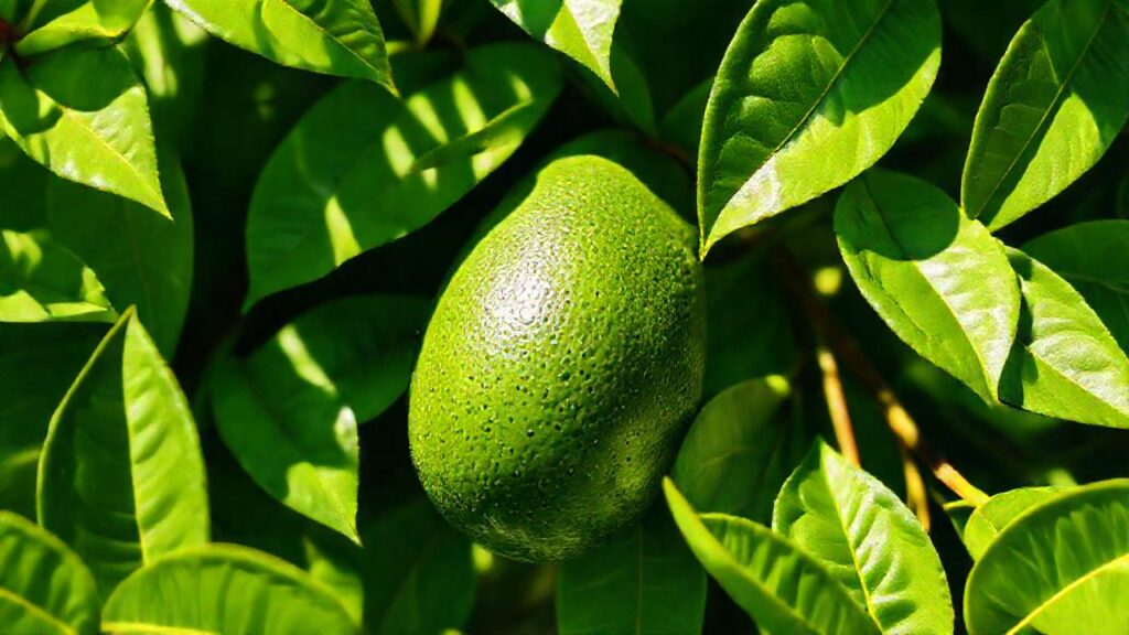 Aguacate saludable
