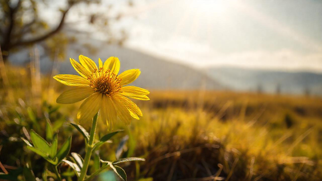 Flor dorada, mente clara, paz serena