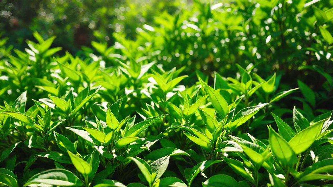 El té verde promueve bienestar natural