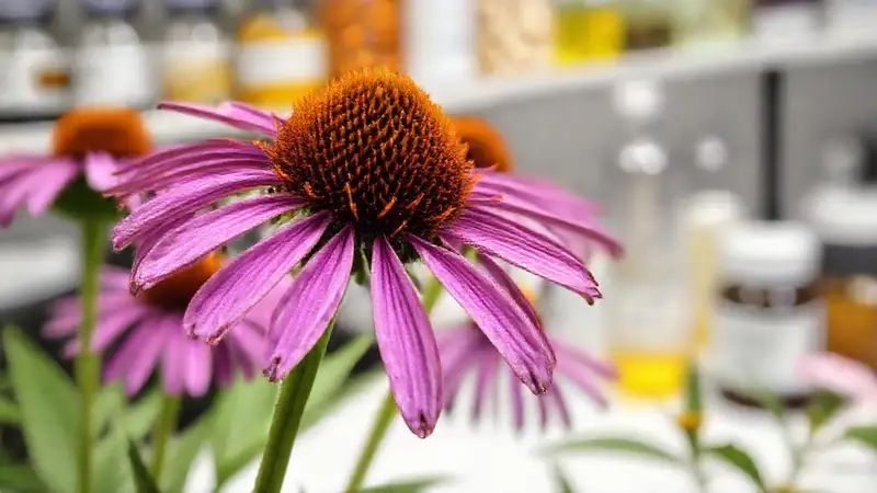 Echinacea violeta: estudio científico ilustrativo