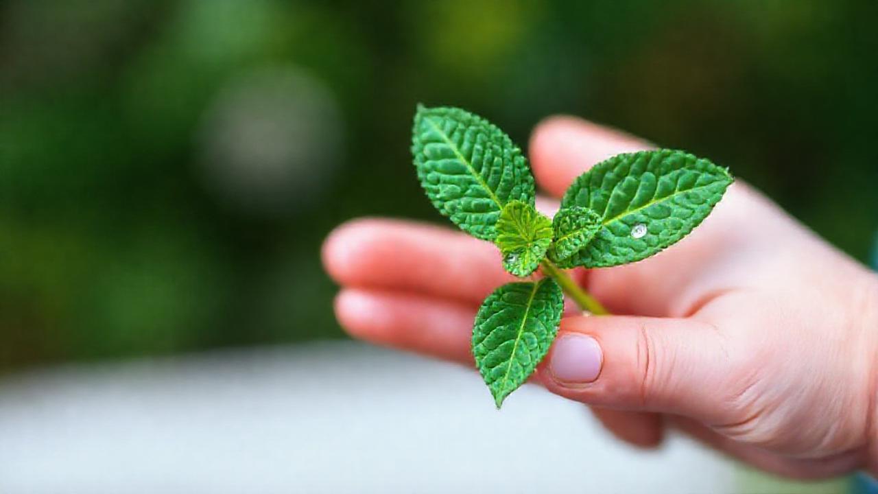 Precaución médica con hojas de menta