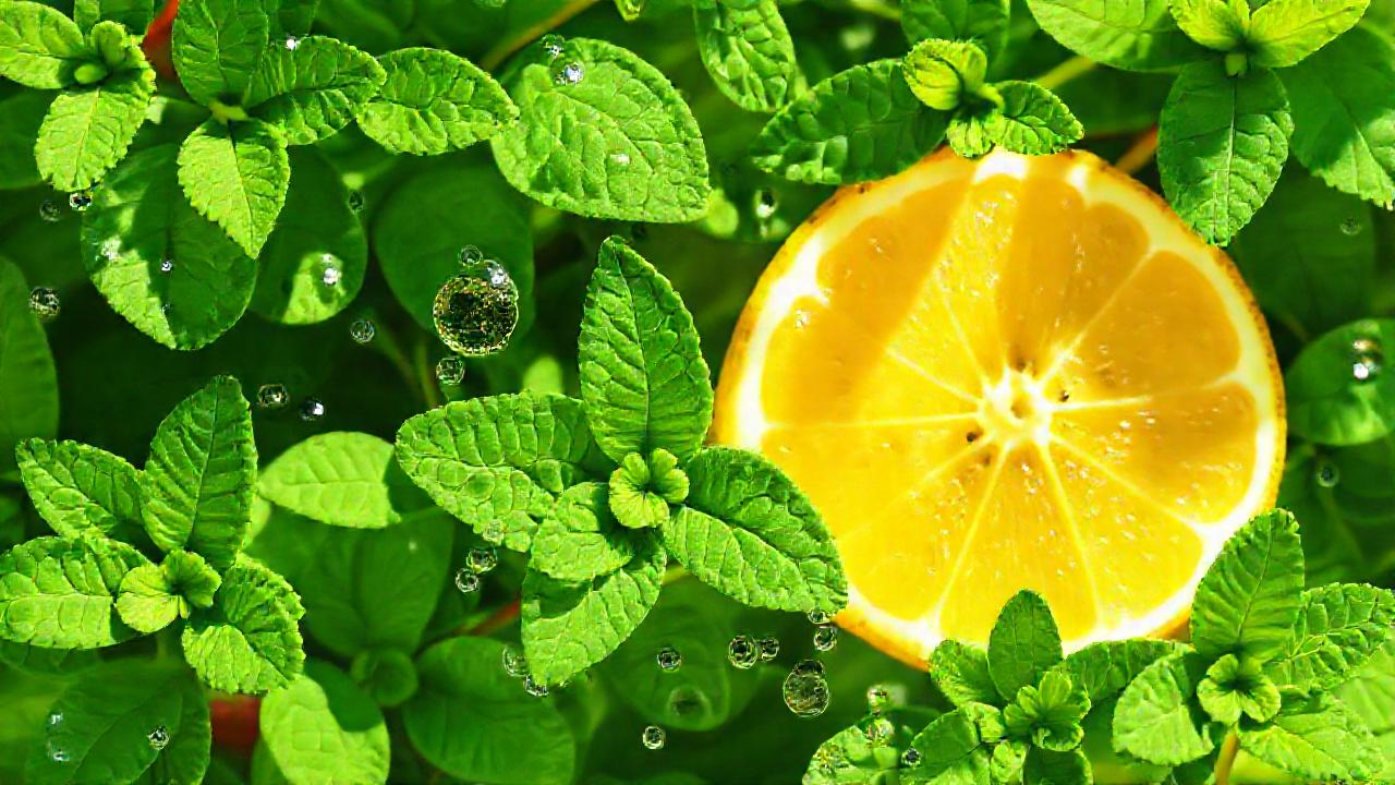 Frescura cítrica y diseño natural revitalizante