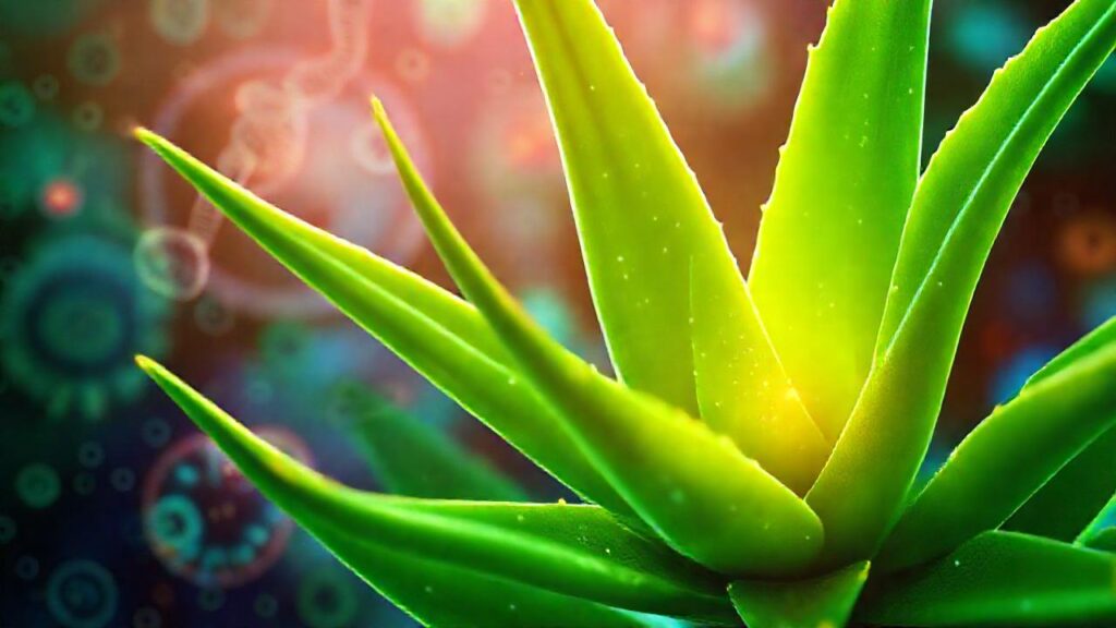 Aloe vera exhibe potencial anticancerígeno