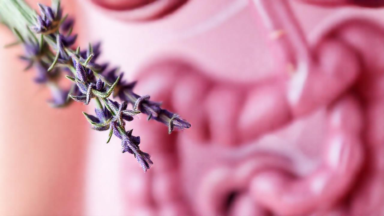 Extracto herbal ilustra el sistema digestivo