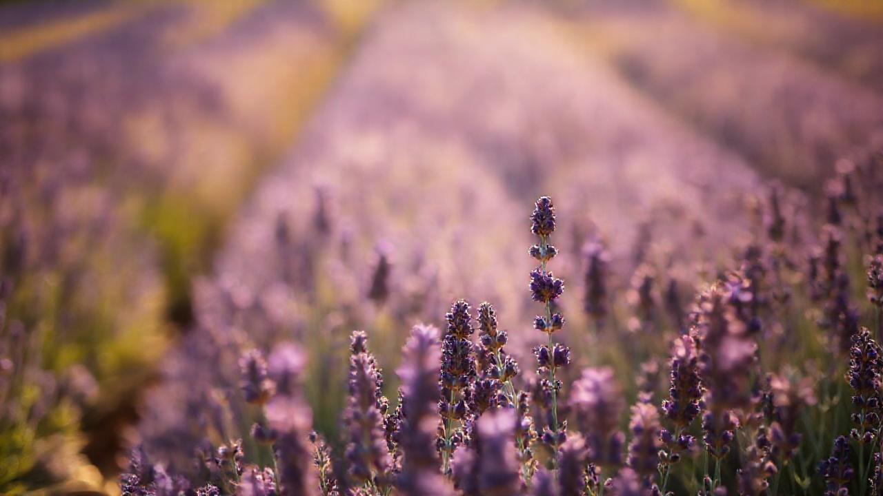 Campo de lavanda: calma y serenidad