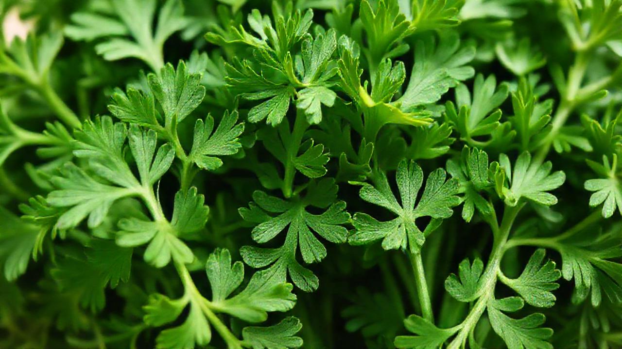 El perejil verde alivia cálculos renales