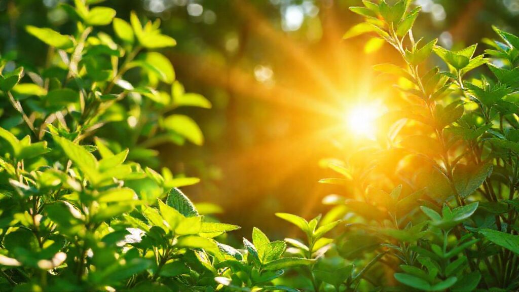 Naturaleza saludable promueve bienestar y calma