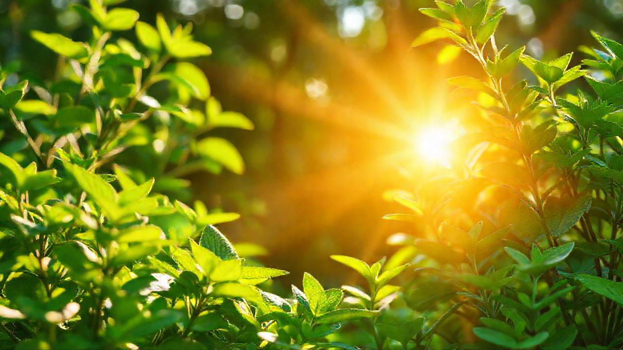 Naturaleza saludable promueve bienestar y calma