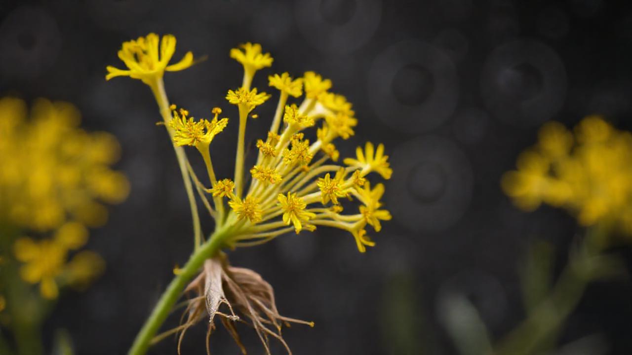 Girasol amarillo: belleza y ciencia