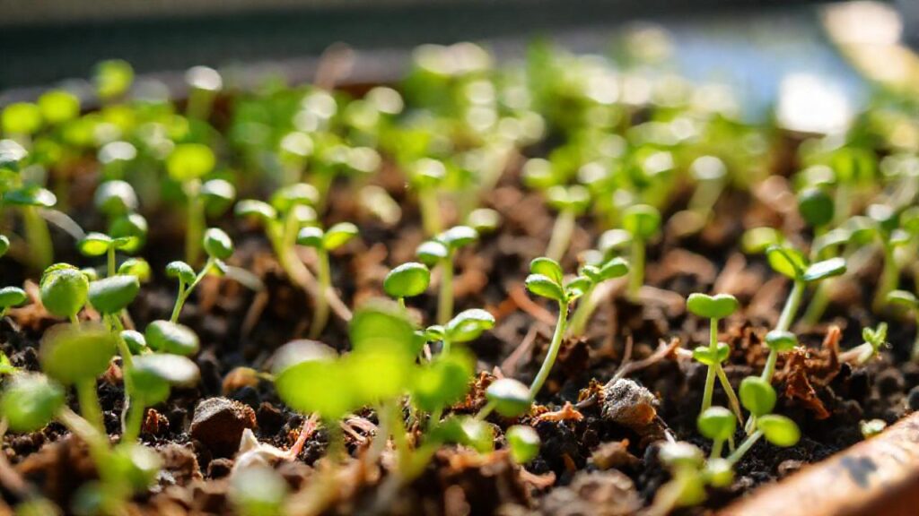 Brotes verdes invitan a la salud