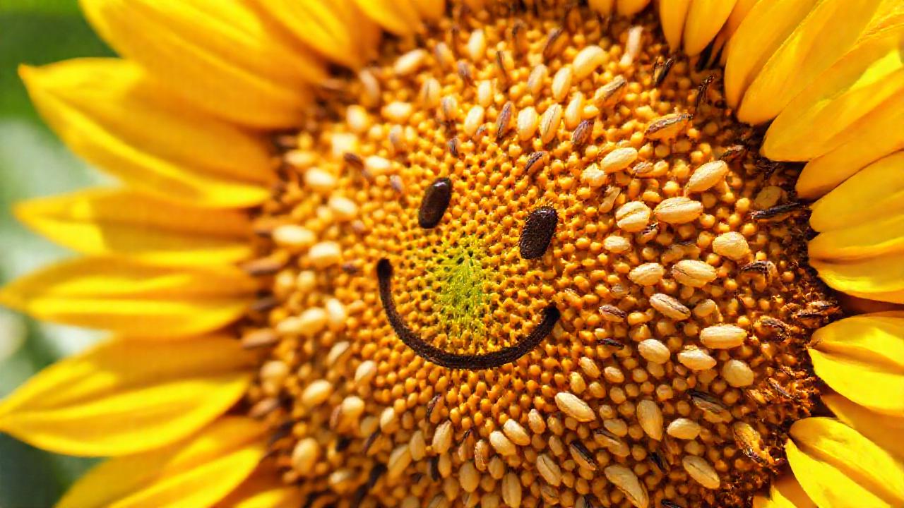 Semillas de girasol: nutrición saludable y natural