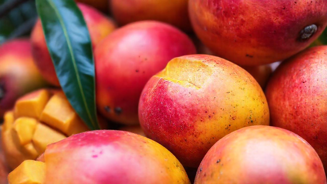 Mangos maduros: salud y sabor tropical