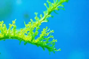 Algas verdes ofrecen salud y calma