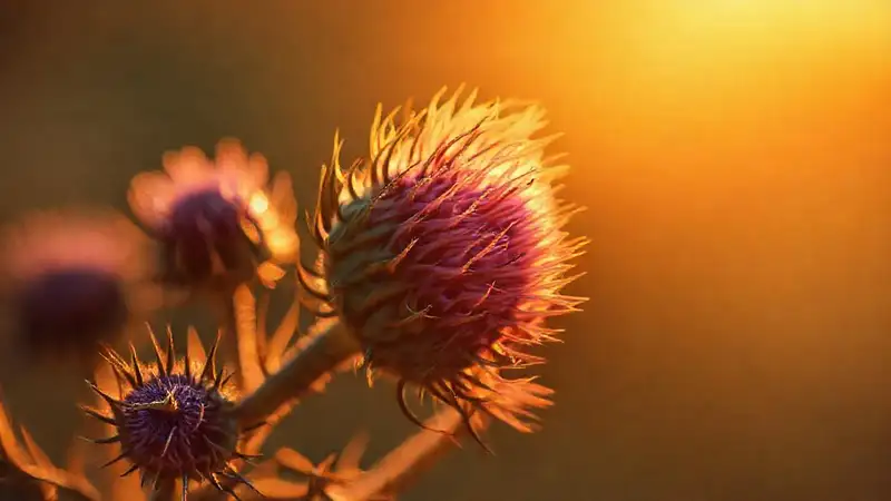 Thistle ilustra salud con detalles científicos