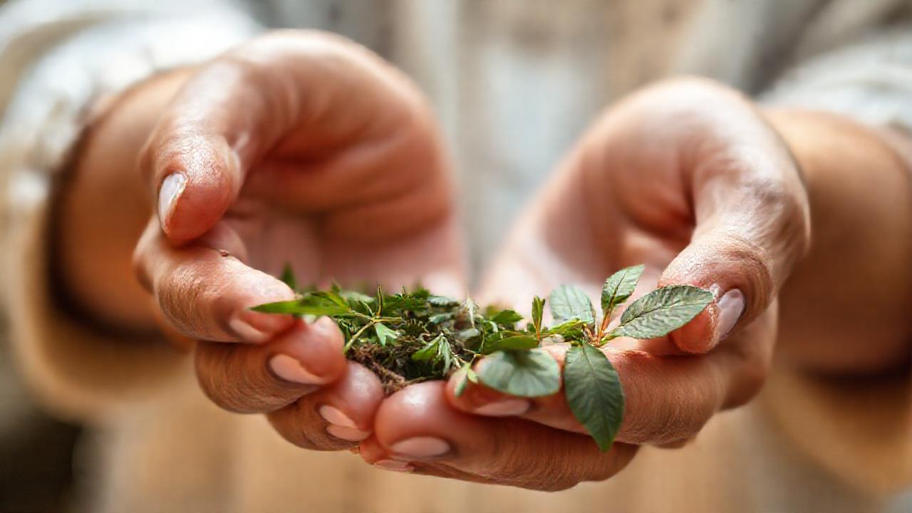 Manos curan con hierbas tradicionales