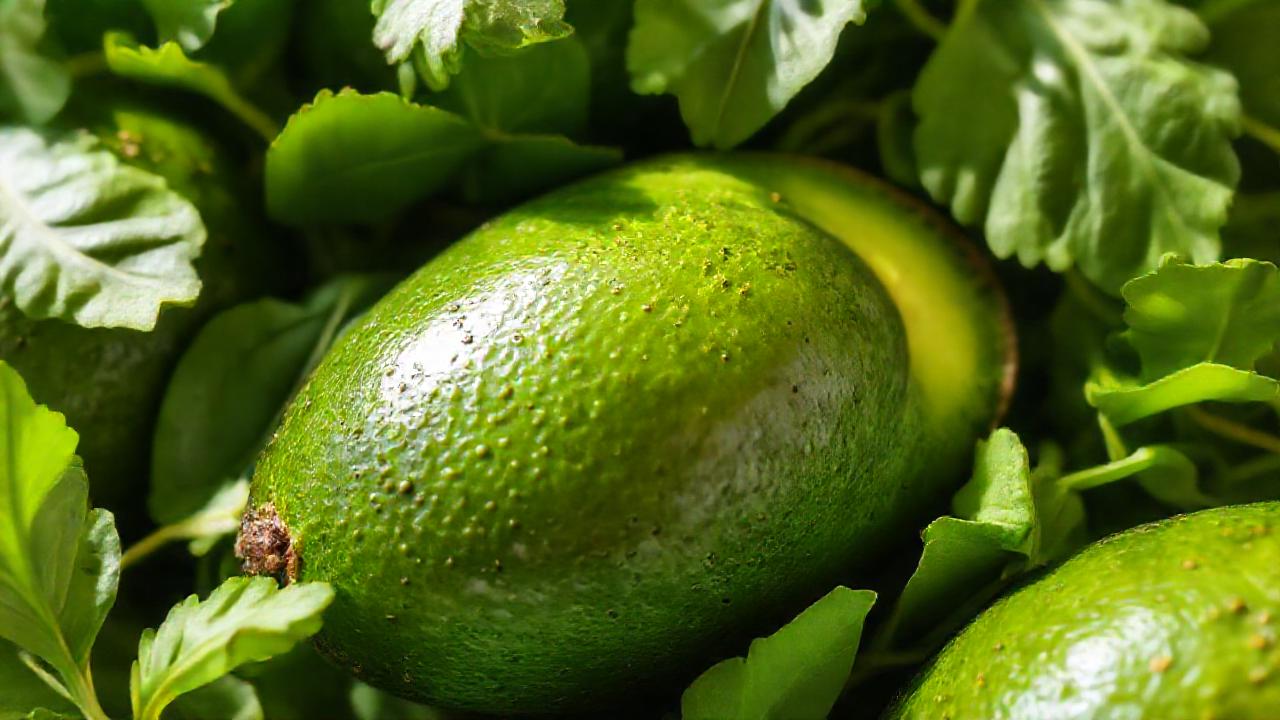 Aguacate fresco y nutritivo destaca