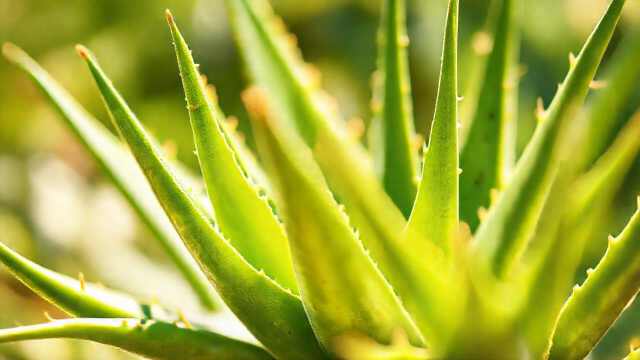 Aloe vera: ilustración botánica calmante y precisa