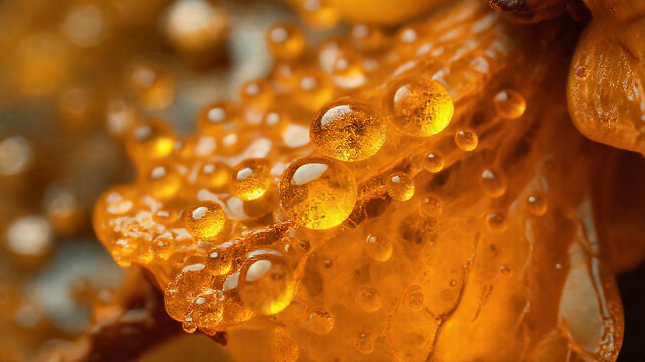 Resina dorada ilumina raíces antiguas y ciencia