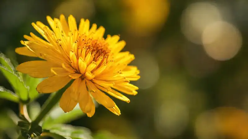 Flor dorada curativa en luz natural