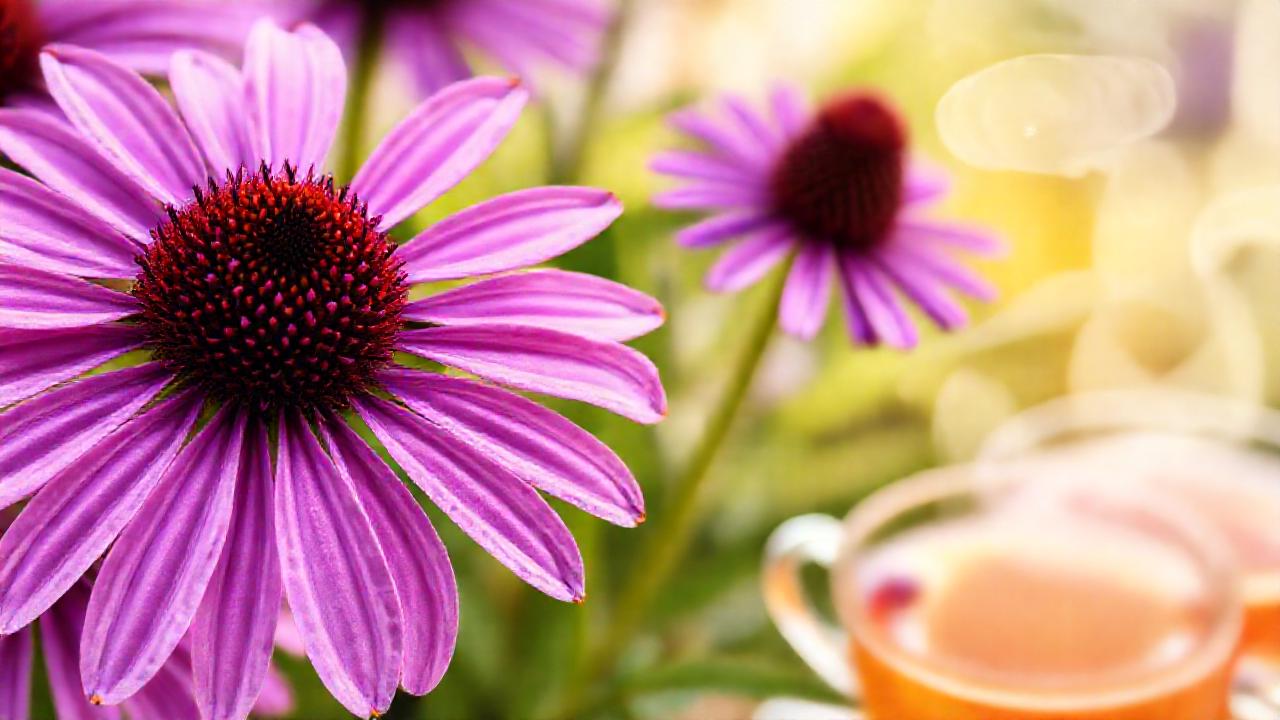 Echinaceas moradas ofrecen bienestar natural